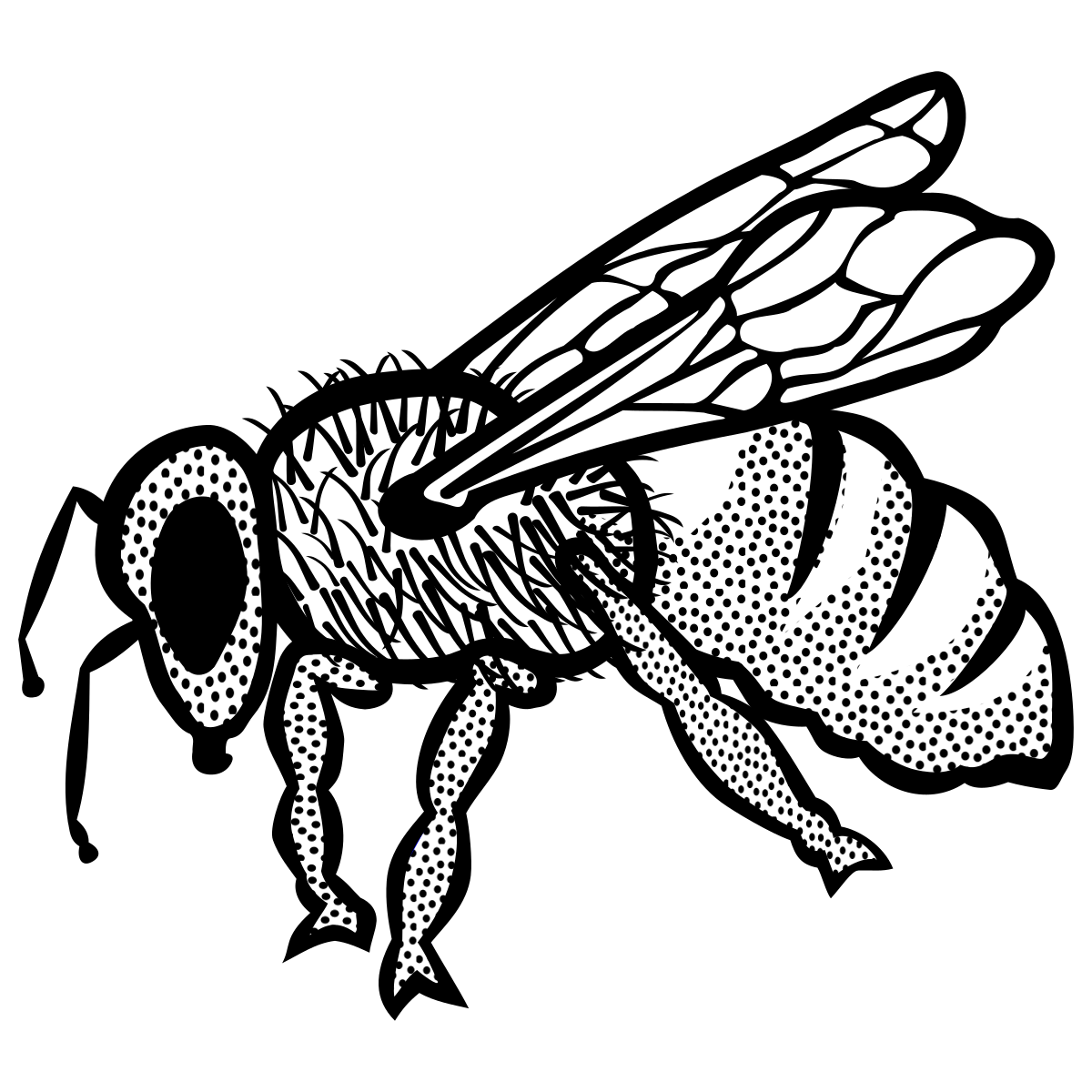 Bee Lineart dot to dot printable puzzle